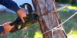 Best Tree and Shrub Care  in Biggs, CA