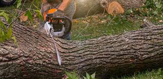 Best Tree Cabling and Bracing  in Biggs, CA