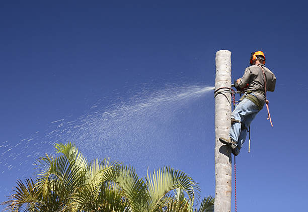 Best Leaf Removal  in Biggs, CA