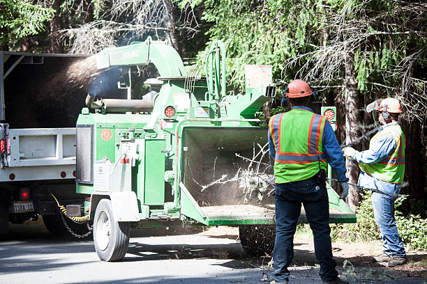 How Our Tree Care Process Works  in  Biggs, CA