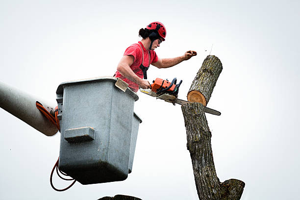 Biggs, CA Tree Services Company