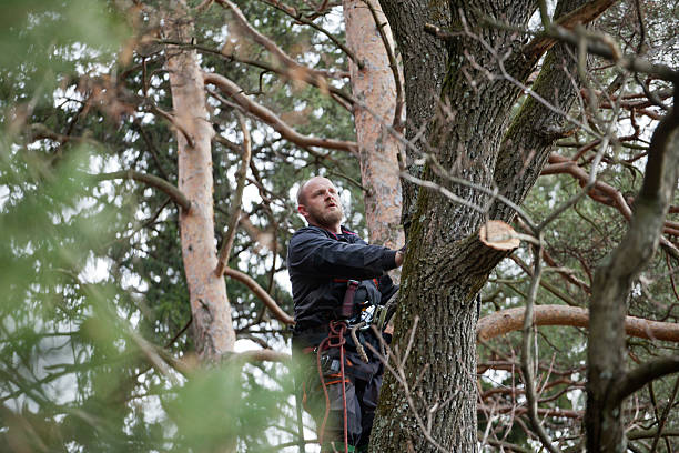 Best Storm Damage Tree Cleanup  in Biggs, CA