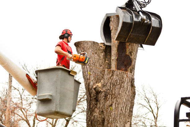 Best Tree Removal Service  in Biggs, CA