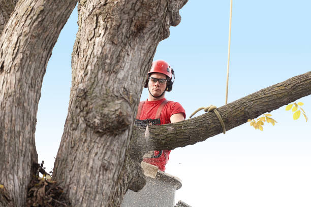 Best Palm Tree Trimming  in Biggs, CA